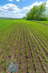 Spring photography, cereal seedlings in a green joyful field, gr