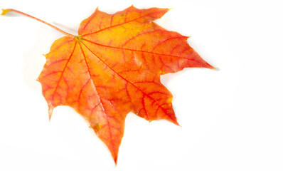 Naklejka na ściany i meble Autumn maple leaves, colorful background of autumn maple leaves close up background. Multicolored maple leaves autumn background. High resolution image