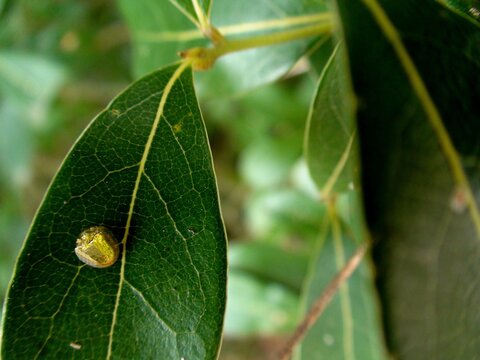 inseto besouro tartaruga dourada - aspidimorpha sanctaecrucis