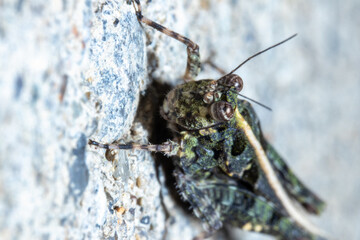 close up view of a grasshopper on top of a rock