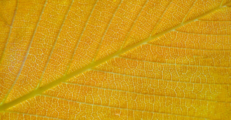 Shallow depth of field is blurred. Autumn yellow leaves. Close-up macro