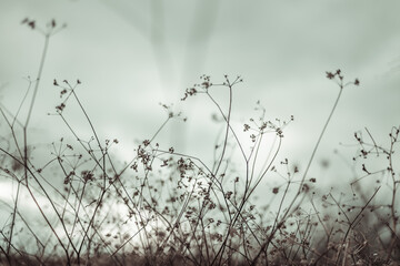 Abstract natural background of brown dry flower plants on sunset