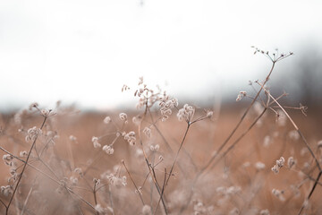 Abstract natural brown dry flower plants on a blurred background.