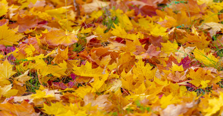 Naklejka na ściany i meble autumn maple leaves. Autumn colors and gifted mood. September October November is one of the richest, brightest and most vivid colors.