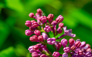 The lilac flower was chosen as the state flower of New Hampshire because it symbolizes the tenacious character of the men and women of the Granite State. Syringa vulgaris