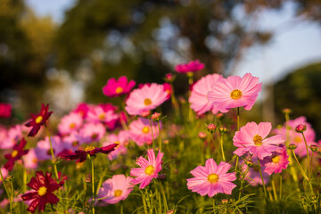Fototapeta premium A low angle view of pink and white backlit cosmos blooming beautifully.