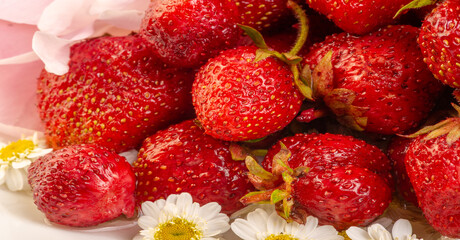 Food berry. Strawberries in flowers. a sweet soft red fruit with