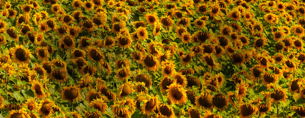 sunflower (Helianthus annuus) Wild sunflower is native to North America, but commercialization of the plant took place in Russia. But it was the American Indians who first domesticated this plant.