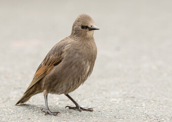 Juvenile Starling