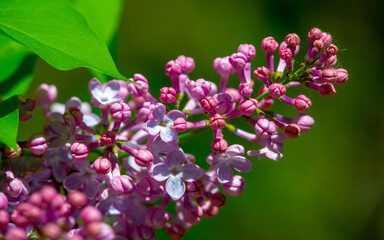 The lilac flower was chosen as the state flower of New Hampshire because it symbolizes the tenacious character of the men and women of the Granite State. Syringa vulgaris