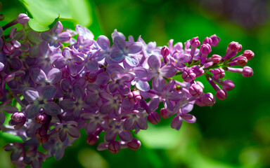 The lilac flower was chosen as the state flower of New Hampshire because it symbolizes the tenacious character of the men and women of the Granite State. Syringa vulgaris