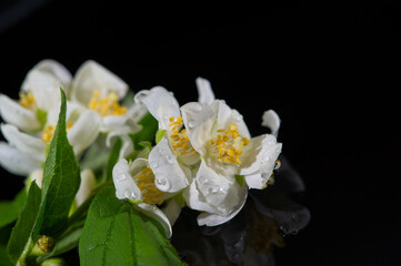jasmine A garden shrub with white flowers with a pungent spicy aroma. jasmin, jessamine