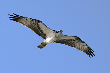 Osprey flying against clear sky