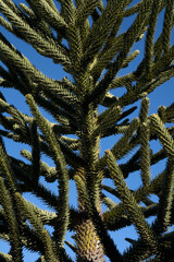 Exotic flora. Closeup view of an Araucaria araucana, also known as Monkey Puzzle Tree, branches and green leaves beautiful texture and pattern, under a blu sky.