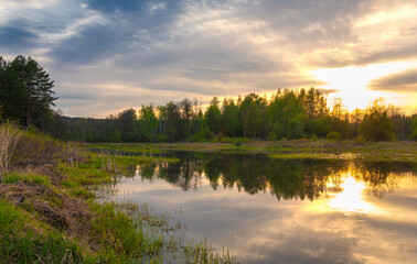 Fototapeta na wymiar Swamp in the forest. Boggy lake. The sun rises. Sunsets. Over the forest.