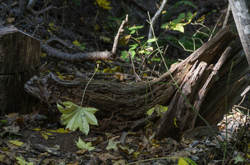 nature walking in forest