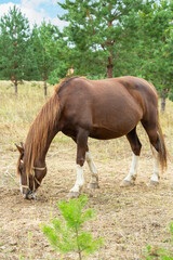 A pregnant chestnut-colored mare grazes in a meadow, a pine forest in the background