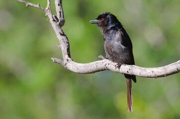 Fork-tailed drongo in tree, South Africa