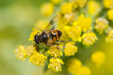 nature walking in forest
