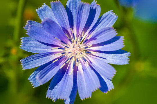 Common chicory is also known as blue daisy, blue dandelion, sailors, weed, bunk, coffeeweed, cornflower, hendibeh, horseweed, ragged sailors, succory, wild bachelor's buttons, and wild endive