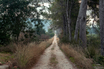 Fototapeta na wymiar Stony path through the forest on a cloudy day.