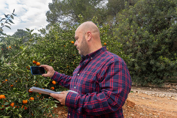 An agronomist checks the quality of oranges in an orange grove. 