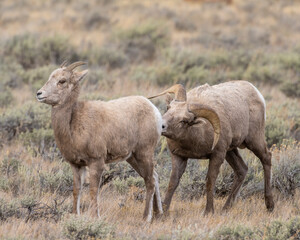 Naklejka na ściany i meble Bighorn sheep during the rut