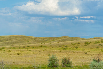 Fototapeta na wymiar steppe, prairie, veld, veld are flat fertile lands dominated by grasses. Prairie grasses hold the soil firmly in place so erosion is minimal. Great Plains. Kazakhstan Great Steppe