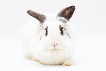Cute white fluffy Bunny isolated on white background