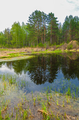 Fototapeta na wymiar Swamp in the forest. Boggy lake. The sun rises. Sunsets. Over the forest.