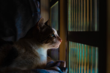 Um gato malhado, deitado na frente de uma janela e olhando para fora. - obrazy, fototapety, plakaty
