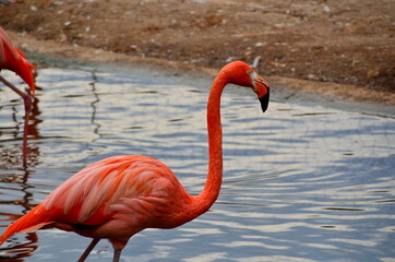 Pink flamingo walking on the water.