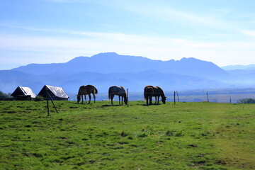 Mountain landscape with three grazing horses