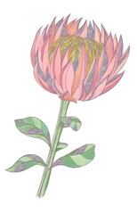 Decorative illustration of a pink protea flower with a dark outline and ornament