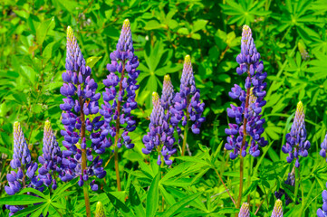 Lupinus, commonly known as lupin or lupine, is a genus of flower