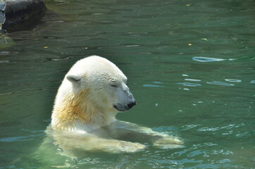 Polar bear in the water of the zoo.