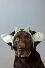a chocolate labrador retriever dog sits on a light background in a green bandana or pink crown,...