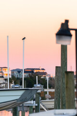 Fototapeta na wymiar Kingfisher at sunset