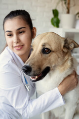 Smiling vet examining and brushing mixed breed dog