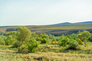 Fototapeta na wymiar steppe, prairie, veld, veldt - grassy plain in the temperate and subtropical zones of the northern and southern hemisphere. Plateau. Hills.