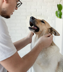 Smiling vet examining and brushing mixed breed dog