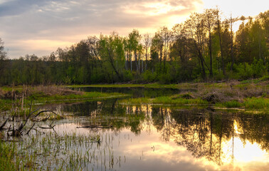 Fototapeta na wymiar Swamp in the forest. Boggy lake. The sun rises. Sunsets. Over the forest.