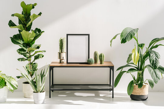 Houseplants near table with blank space picture frame