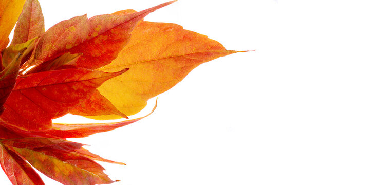 Autumn maple leaf, a flattened structure of a higher plant, similar to a blade that attaches directly to the stem or through the stem. Leaves are the main organs of photosynthesis and transpiration.