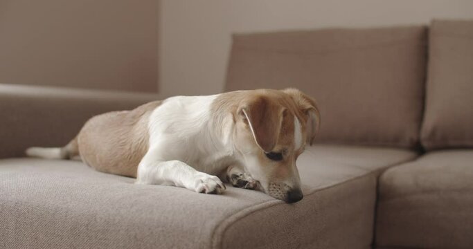 Adorable small dog playing with a rope toy.