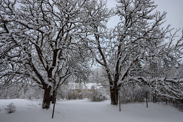 two snow covered horse chestnut trees at the entrance in country house yard