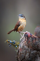 carolina wren