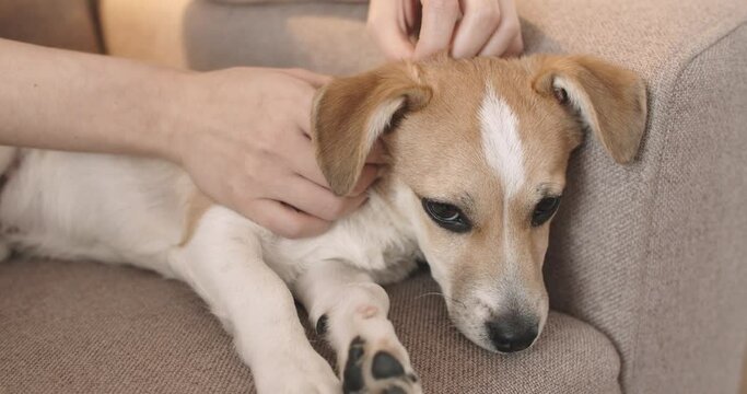 Owner hand stroking dog. Closeup of happy dog.