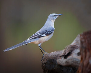 mockingbird