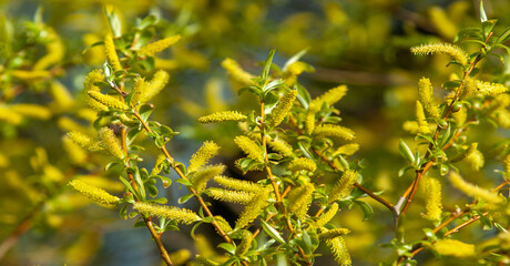 spring buds on trees. Leaves appear on trees in spring.   They burst from the buds, in which they have been inactive all winter. Sunlight causes the leaves to bloom.